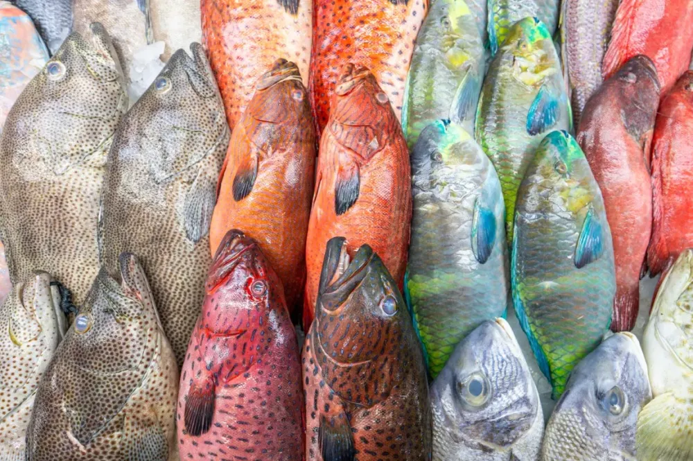 poissons surgelés tropicaux