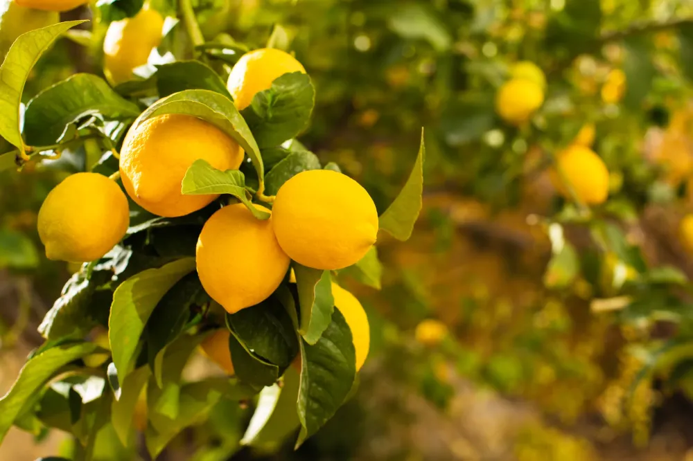 citron
