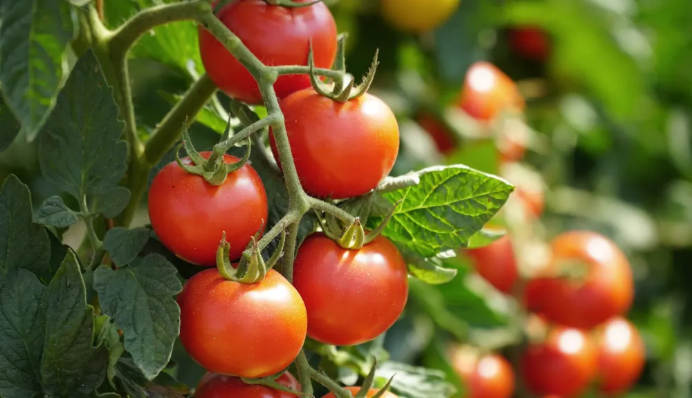 tomates