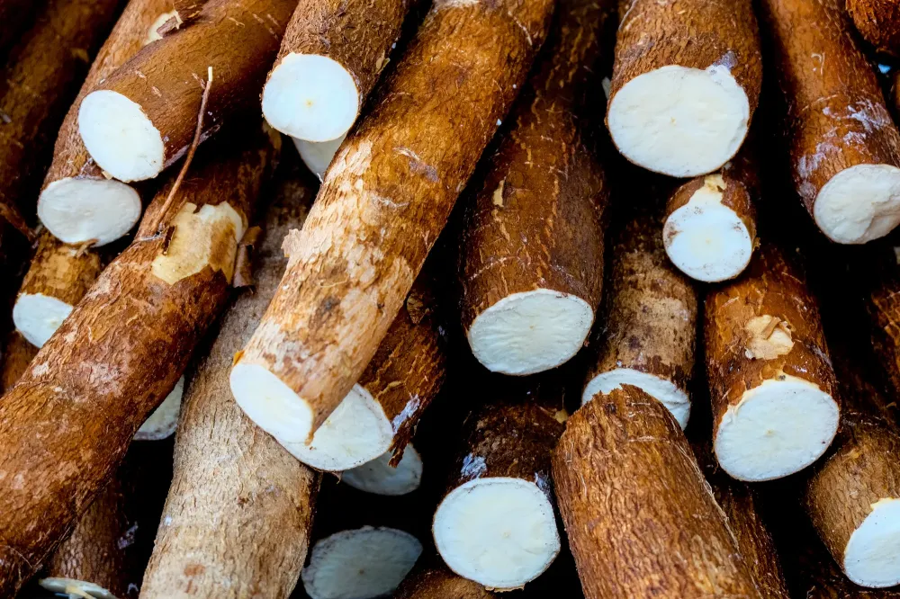 Manioc (3)