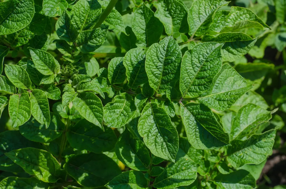 Feuilles de patates